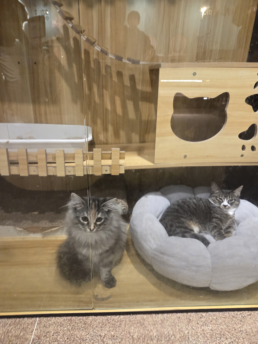 마이애니멀스토리 in 평강랜드 리뷰 이미지