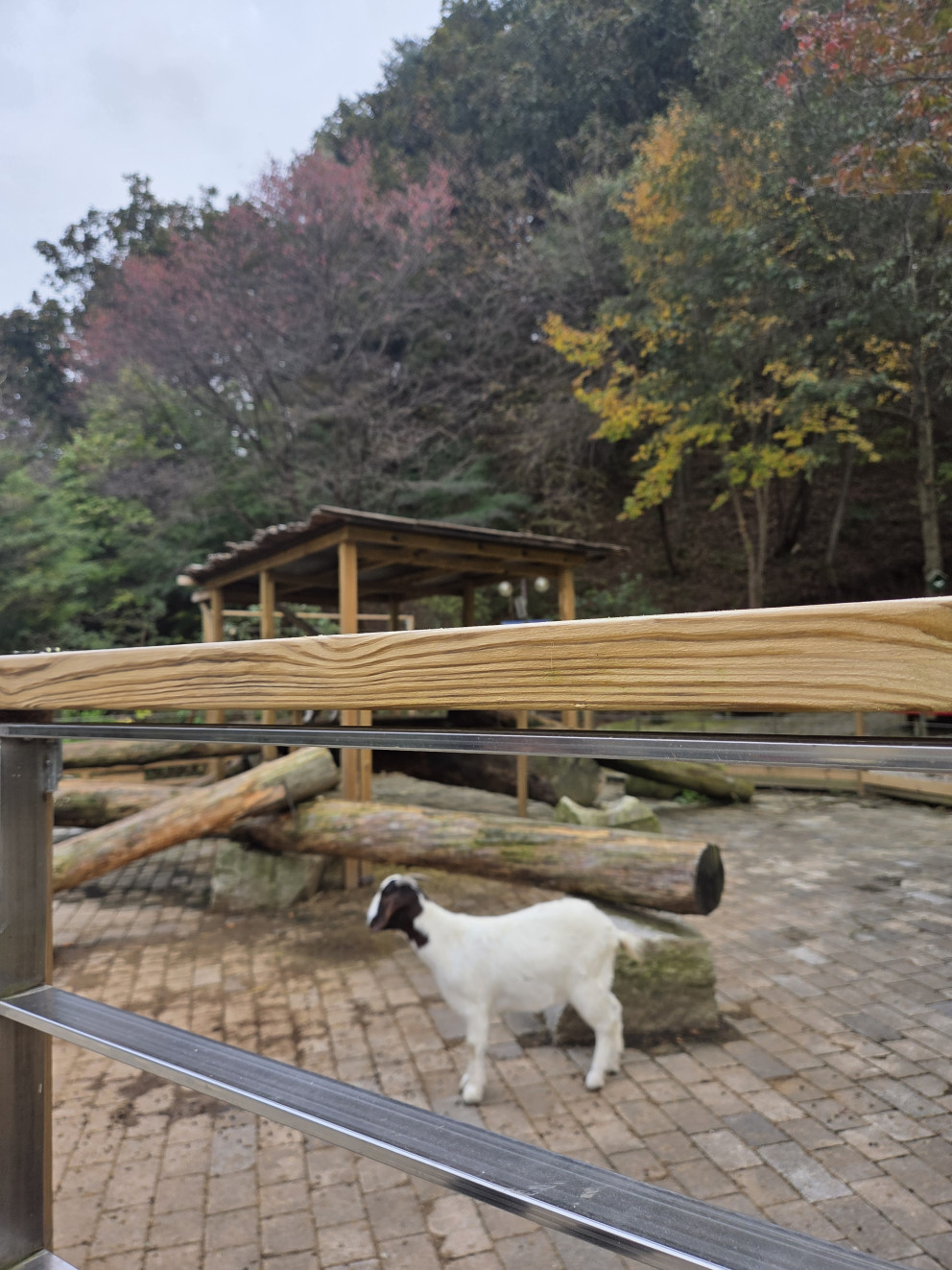 마이애니멀스토리 in 평강랜드 리뷰 이미지