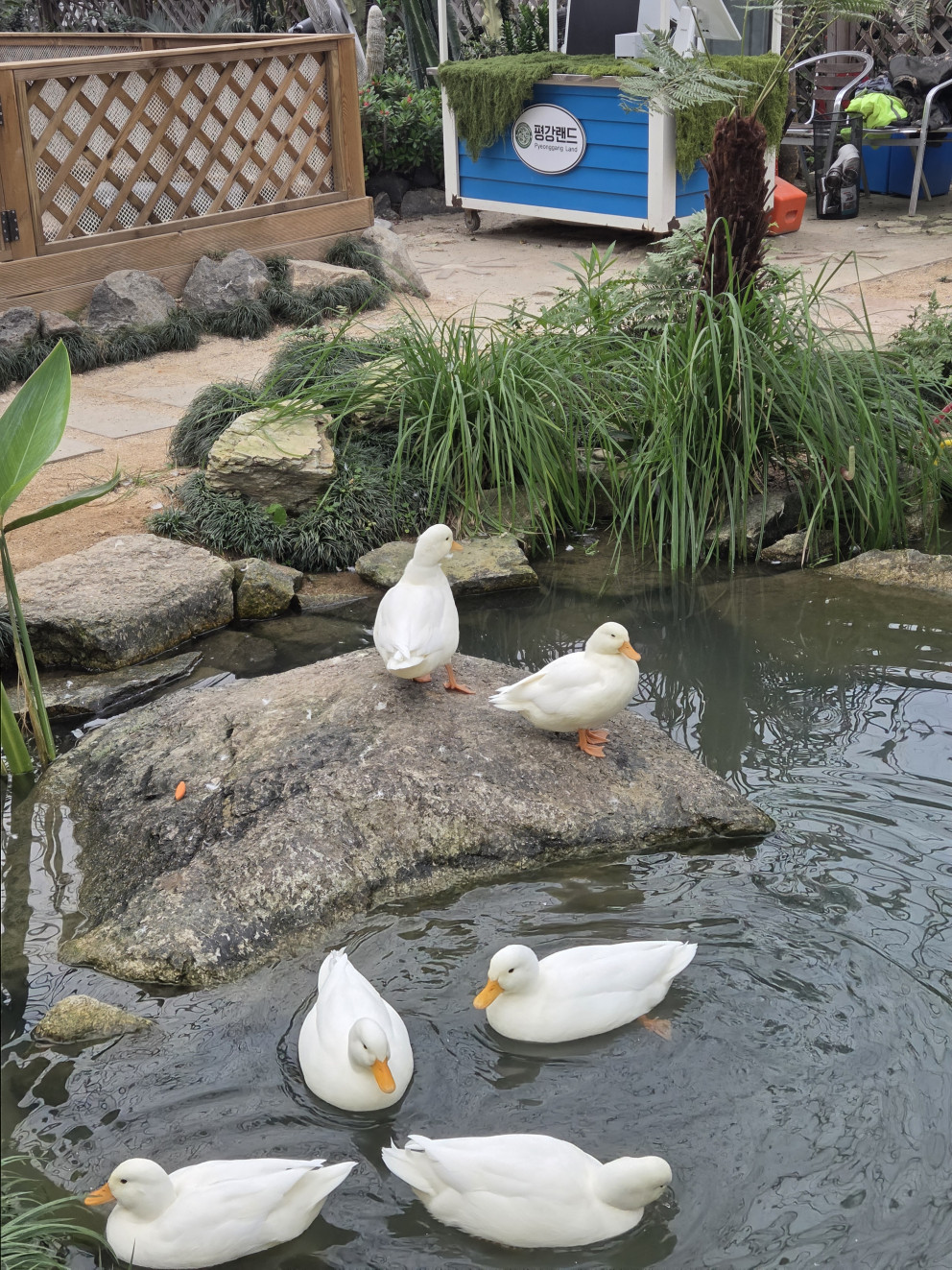 마이애니멀스토리 in 평강랜드 리뷰 이미지