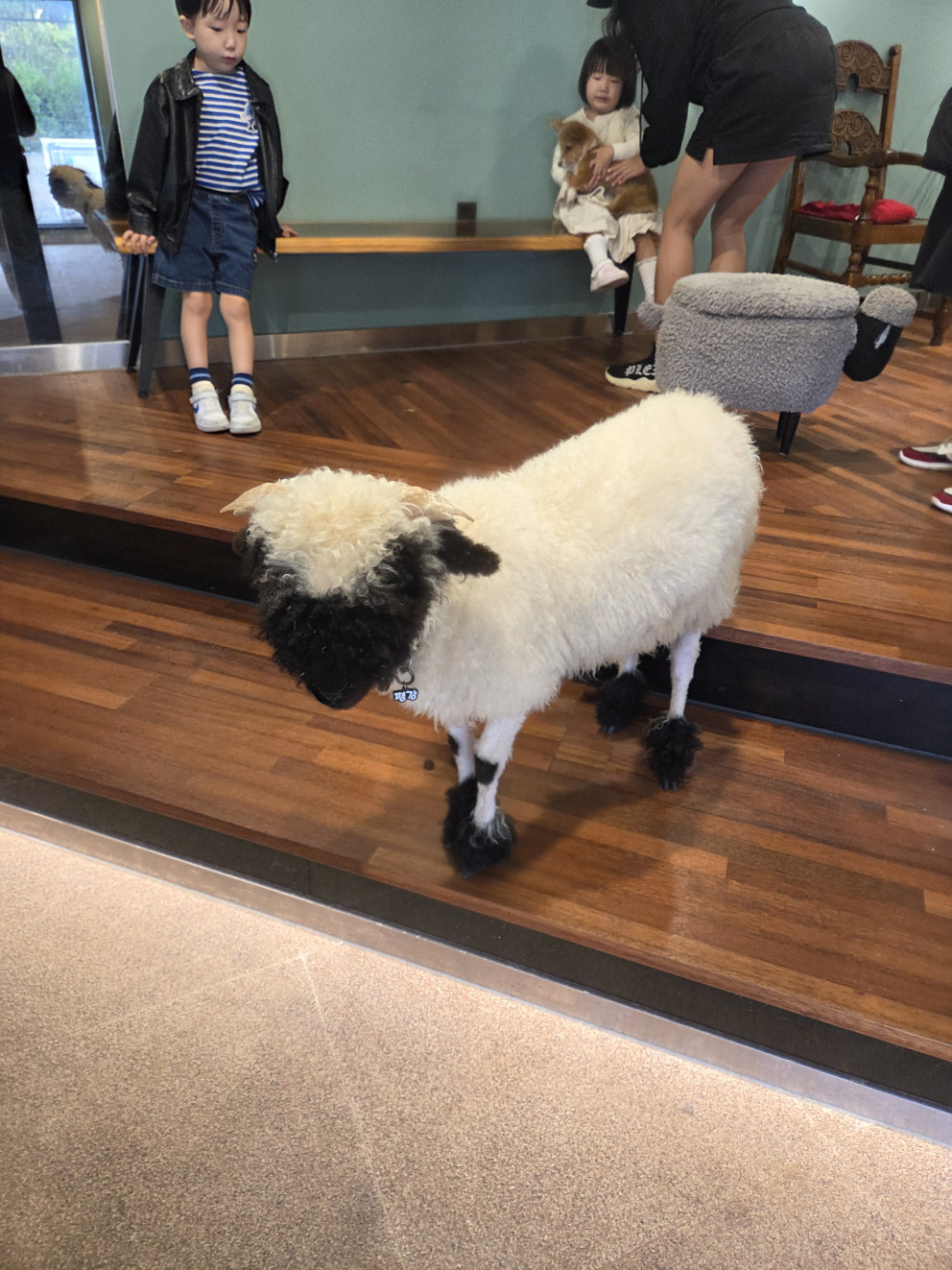 마이애니멀스토리 in 평강랜드 리뷰 이미지