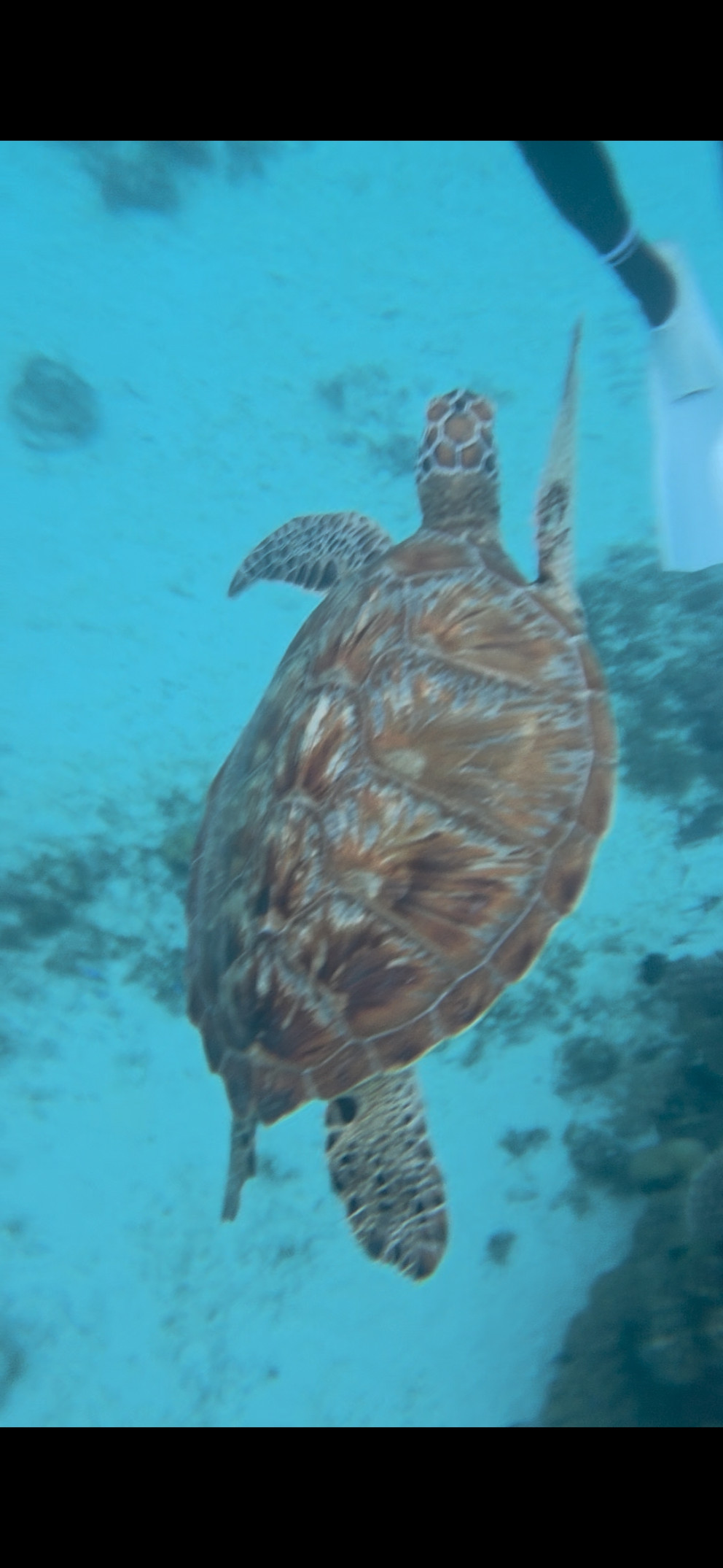 보홀 호핑투어 리뷰 이미지