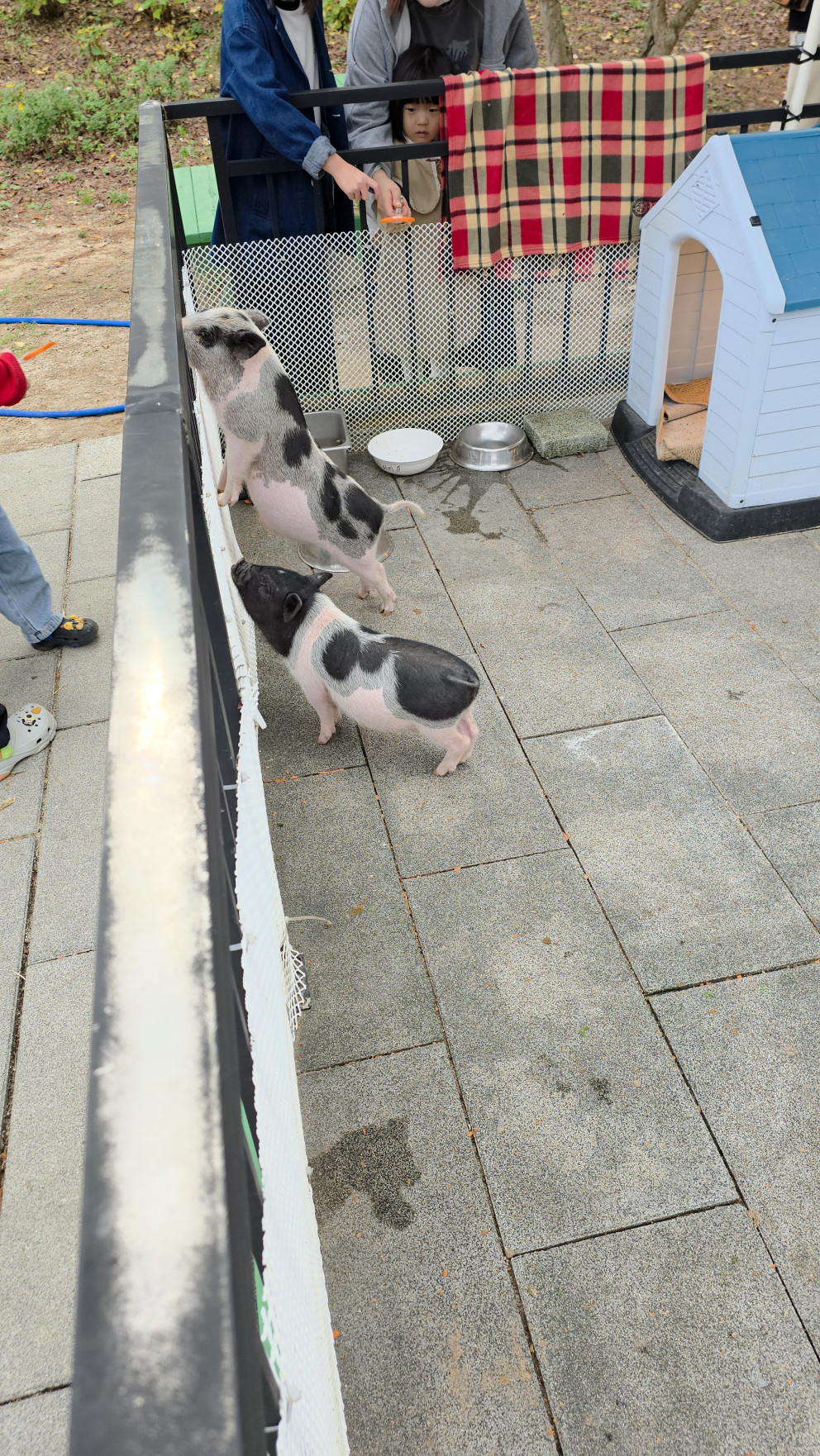 마이애니멀스토리in평강랜드 리뷰 이미지