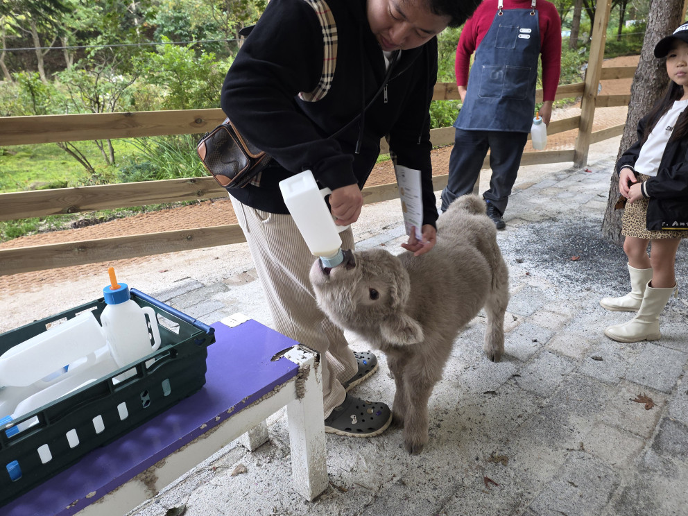 마이애니멀스토리in평강랜드 리뷰 이미지