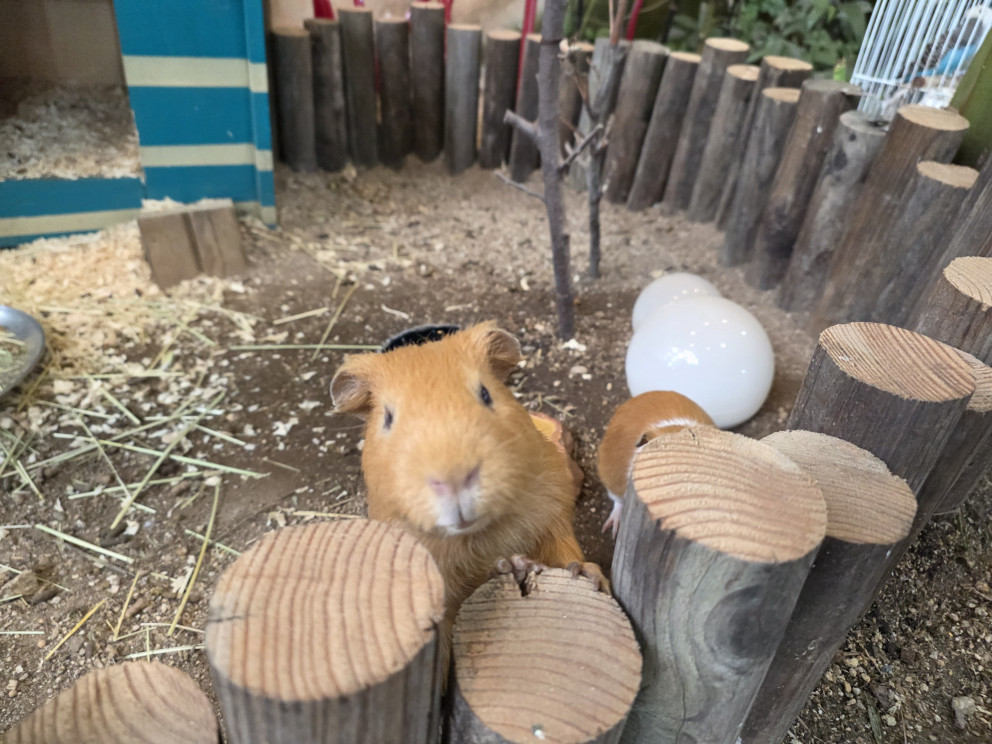 마이애니멀스토리in평강랜드 리뷰 이미지