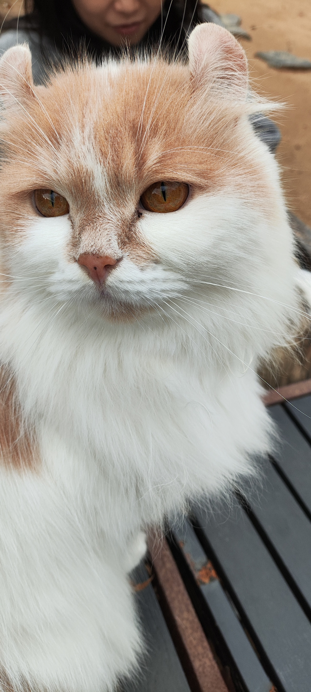 고양이정원 리뷰 이미지