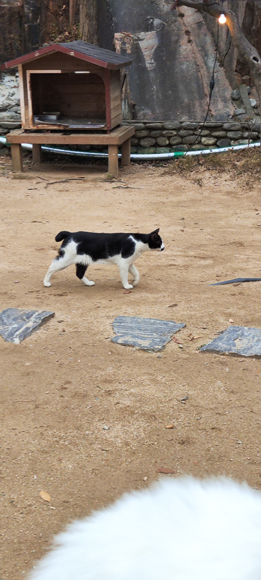 고양이정원 리뷰 이미지