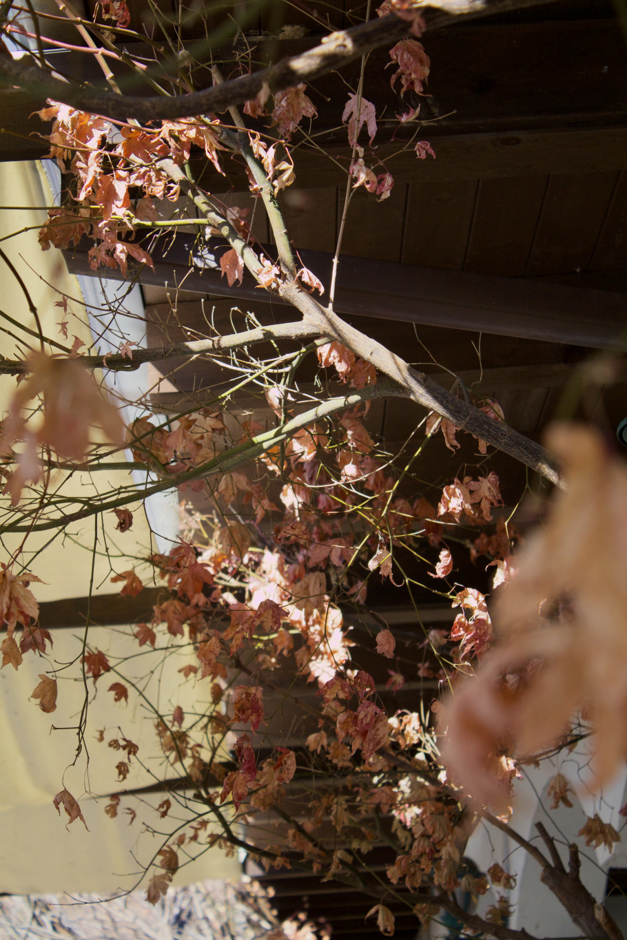 릴리 리뷰 이미지