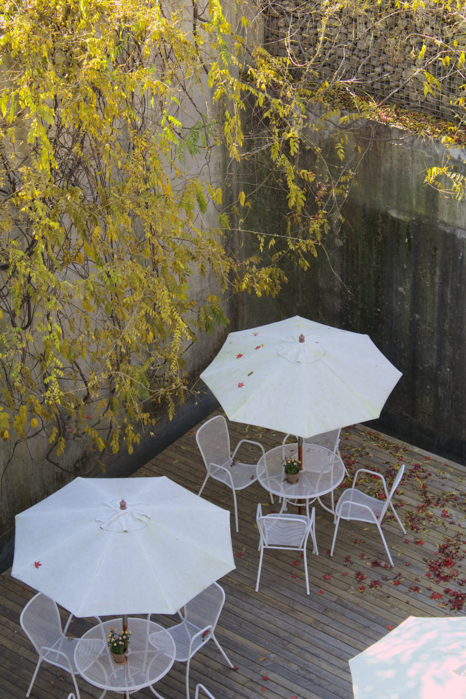 카페헤세in헤세의정원 리뷰 이미지