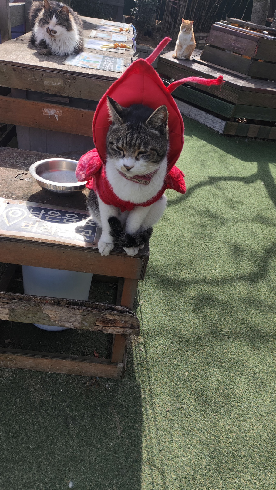 고양이역 리뷰 이미지