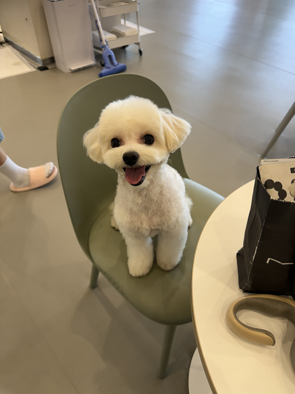 피터펫 리뷰 이미지