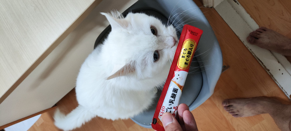 차오츄르 리뷰 이미지