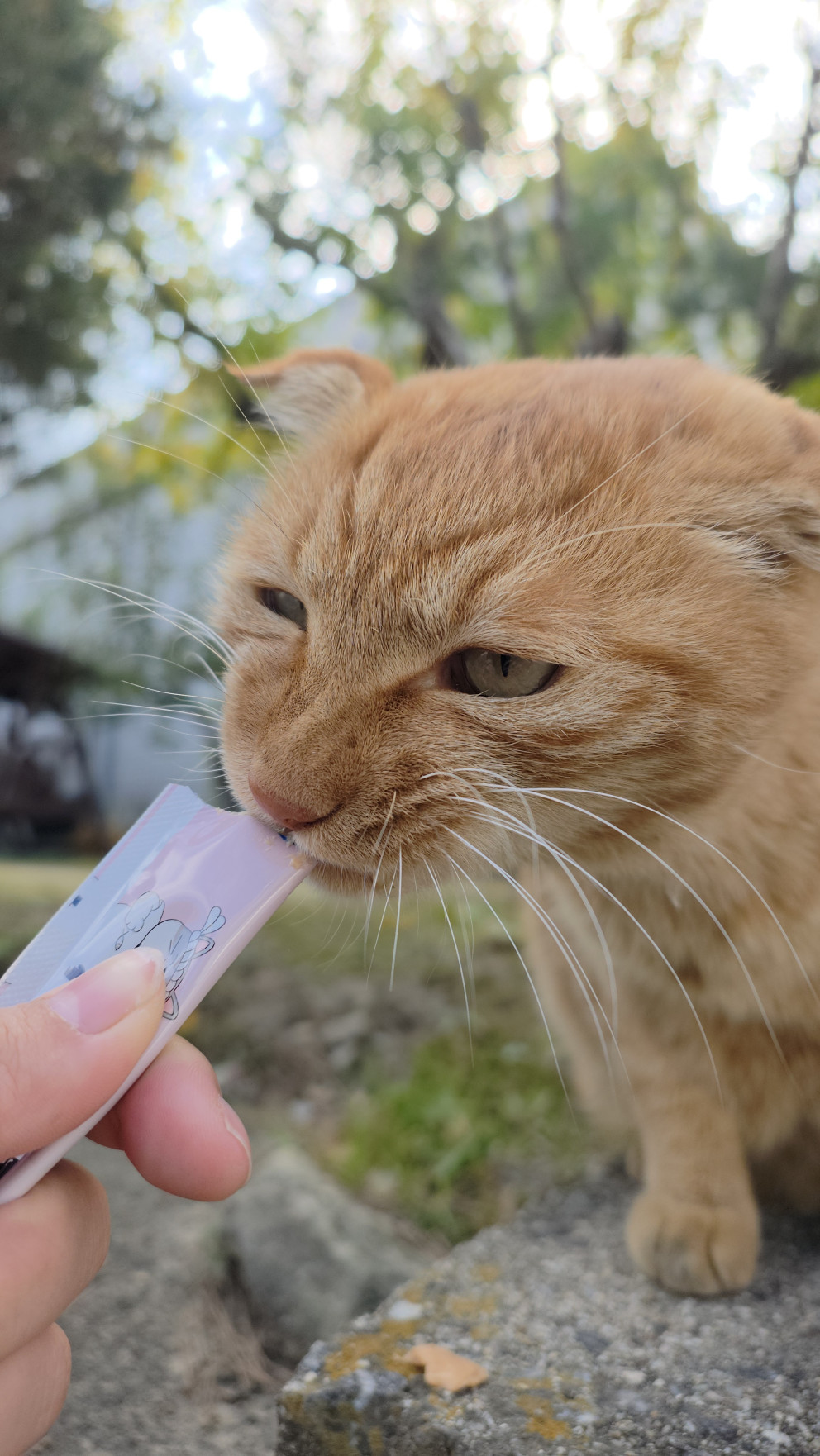 묘마카세 츄르 리뷰 이미지