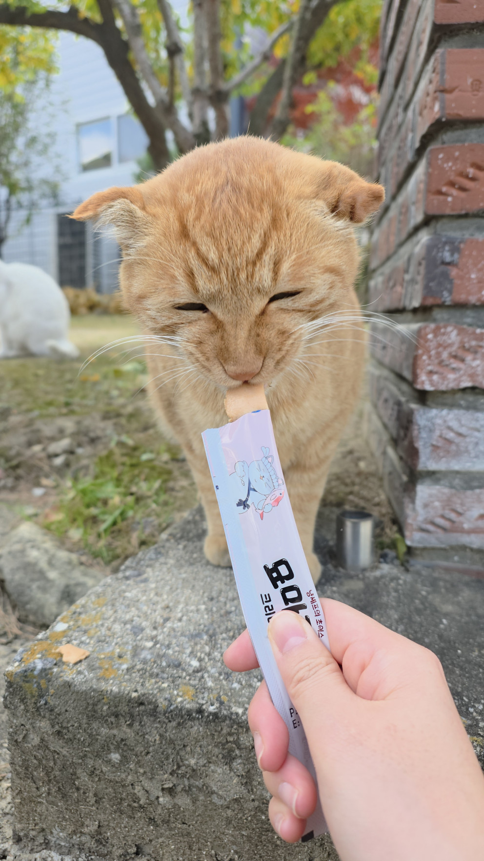 묘마카세 츄르 리뷰 이미지