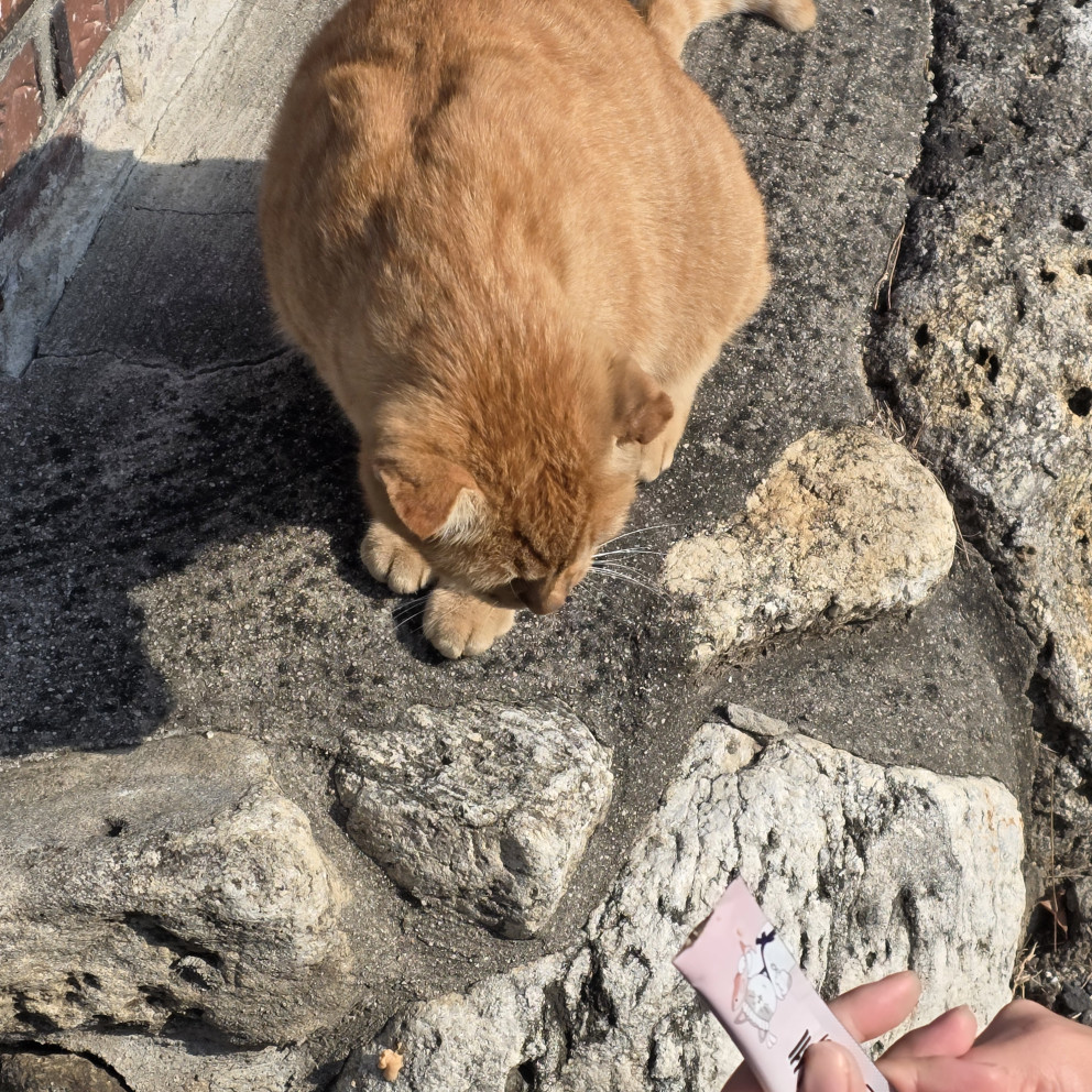 묘마카세 츄르 리뷰 이미지