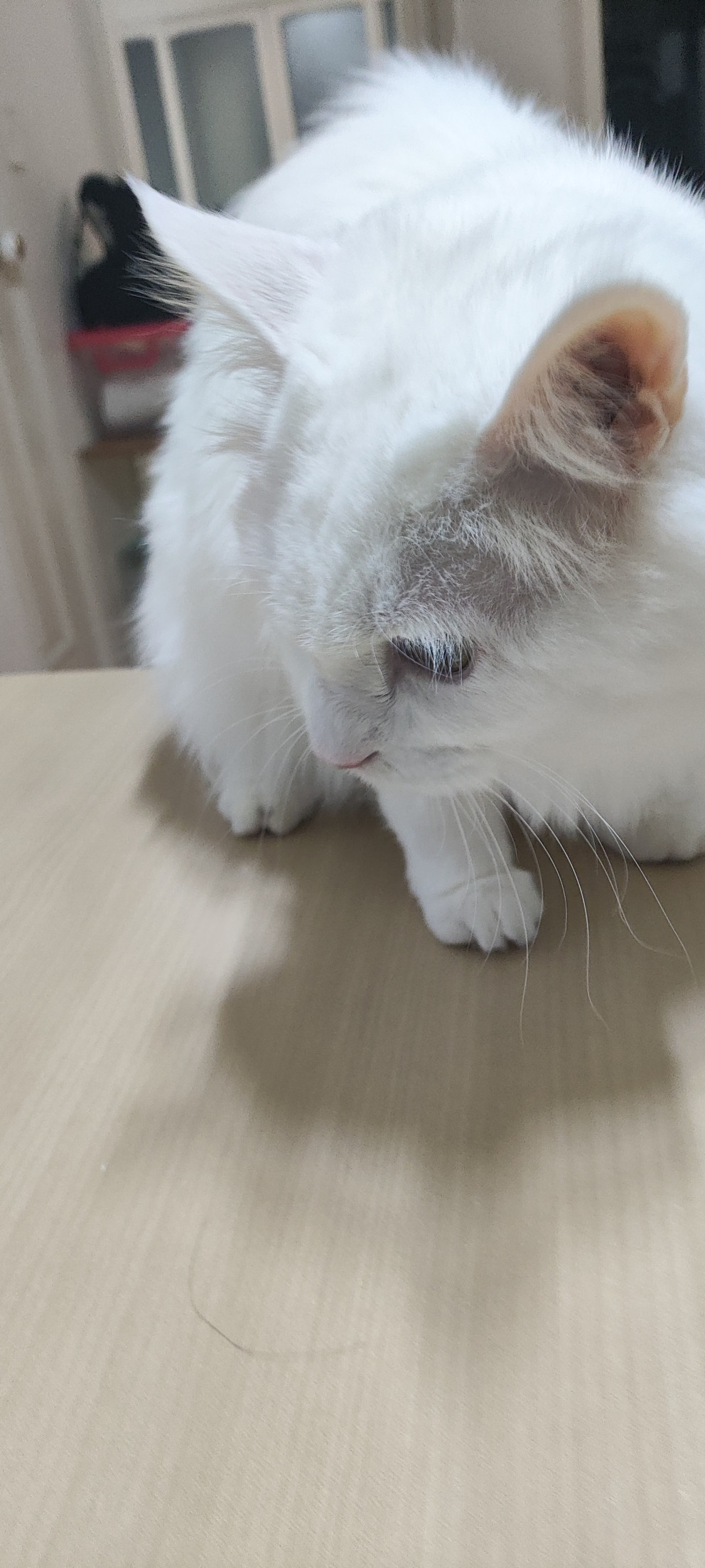 조공 미니트릿 북어 리뷰 이미지